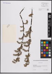 Foto von Salix cinerea L.